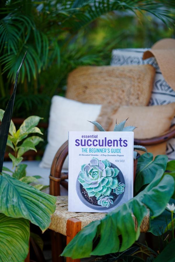 Essential Succulents - The Beginner Guide